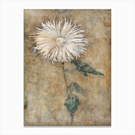 Chrysanthemum (1900) Piet Mondrian Canvas Print