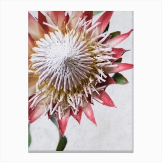 Red King Protea From Above Canvas Print