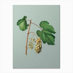 Vintage Friulli Grape Botanical Art on Mint Green n.0673 Canvas Print