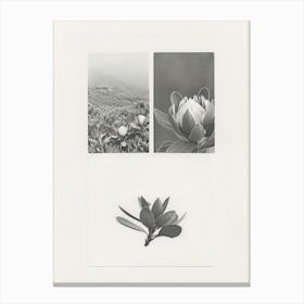 Protea Flower Photo Collage 4 Canvas Print
