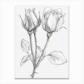 Roses Sketch 51 Canvas Print