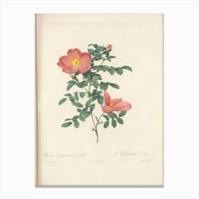 Rose Illustration, Pierre Joseph Redoute (97) Canvas Print