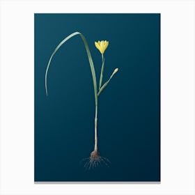 Vintage Cape Tulip Botanical Art on Teal Blue Canvas Print