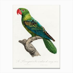 Great Billed Parrot, From Natural History Of Parrots, Francois Levaillant Canvas Print