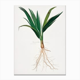 Date Palm Tree (Phoenix Dactylifera) From Pomona Italiana, Giorgio Gallesio Canvas Print