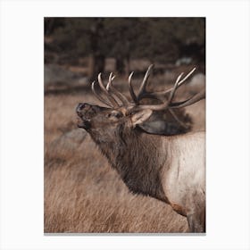 Bugling Elk In Forest Canvas Print