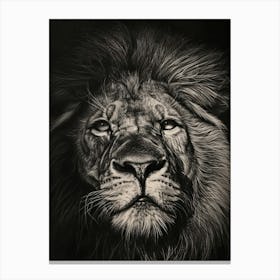 Barbary Lion Charcoal Drawing Symbolic Imagery 3 Canvas Print