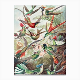 Hummingbirds In Flight Canvas Print