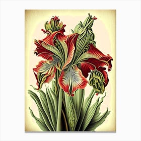 Amaryllis 2 Floral Botanical Vintage Poster Flower Canvas Print