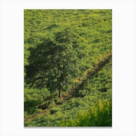 Lone Tree In A Green Field Canvas Print