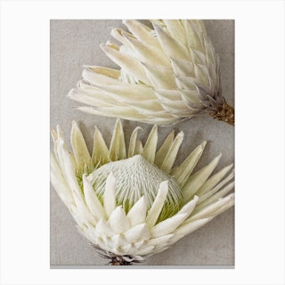 White Proteas Canvas Print