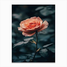 Peach Rose 3 Canvas Print