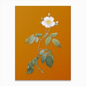Vintage Big Leaved Climbing Rose Botanical on Sunset Orange n.0552 Canvas Print