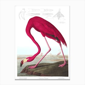 John James Audubon Flamingo Canvas Print