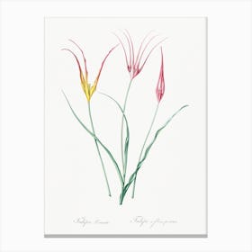 Horned Tulip Illustration From Les Liliacées, Pierre Joseph Redouté Canvas Print