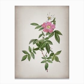 Vintage Pink Boursault Rose Botanical on Parchment n.0672 Canvas Print