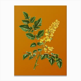 Vintage Golden Rain Tree Botanical on Sunset Orange n.0647 Canvas Print