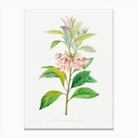 Redvein Enkianthus, Pierre Joseph Redoute Canvas Print