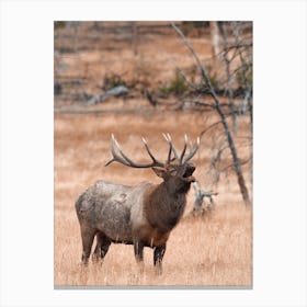 Elk Bugling In Meadow Canvas Print