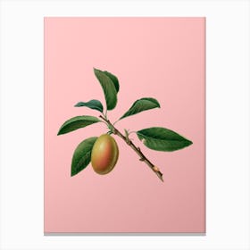 Vintage Armenian Plum Botanical on Soft Pink n.0451 Canvas Print