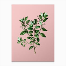 Vintage Evergreen Oak Botanical on Soft Pink 1 Canvas Print