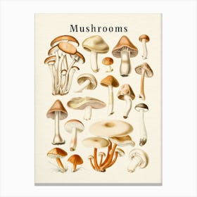 Mushrooms Collection Canvas Print