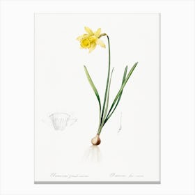 Lent Lily Illustration From Les Liliacées, Pierre Joseph Redouté Canvas Print