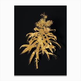 Vintage Pleomele Botanical in Gold on Black Canvas Print