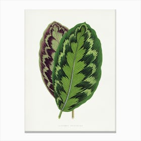 Vintage Botanical Art Print _2643226 Canvas Print