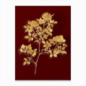 Aaami Vintage Rose Corymb Botanical In Gold On Red Canvas Print