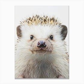 Hedgehog Canvas Print