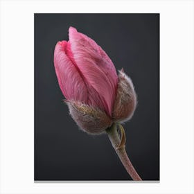 Pink Tulip 1 Canvas Print