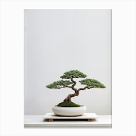 Small Bonsai Tree Minimalist Aesthetic Soft Shadows Cast On Neutral Background Serene And Tranqui Canvas Print