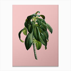 Vintage Spurge Laurel Weeds Botanical on Soft Pink n.0112 Canvas Print