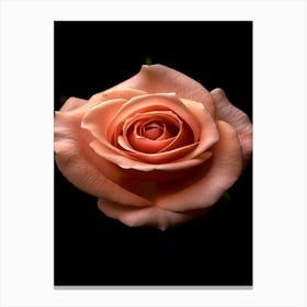 Peach Rose 24 Canvas Print