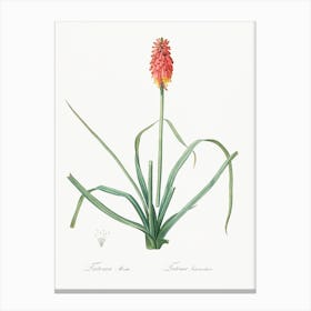 Redhot Poker, Pierre Joseph Redoute Canvas Print