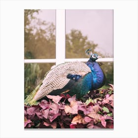 Purple Peacock Canvas Print