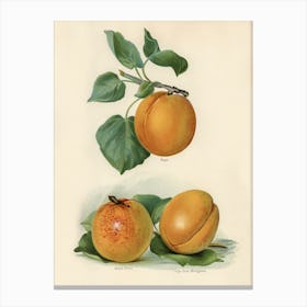 Vintage Illustration Of An Apricot, John Wright Canvas Print