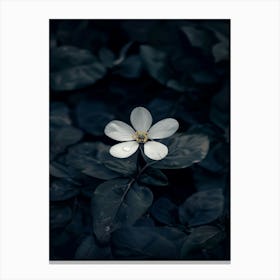 White Flower In The Dark 41 Canvas Print