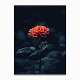 Dark Rose 169 Canvas Print