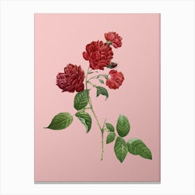 Vintage Red Cabbage Rose in Bloom Botanical on Soft Pink n.0371 Canvas Print