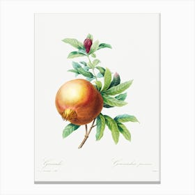 Pomegranate, Pierre Joseph Redoute 2 Canvas Print