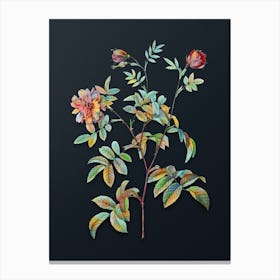 Vintage Cinnamon Rose Botanical Watercolor Illustration on Dark Teal Blue Canvas Print