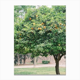 Orange Tree In The Park //  Valencia, Spain, Travel Photography Canvas Print