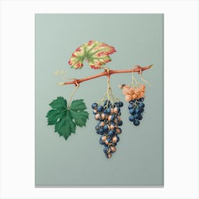 Vintage Summer Grape Botanical Art on Mint Green n.0414 Canvas Print
