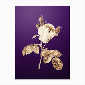 Gold Botanical Pink Cabbage Rose on Royal Purple n.3772 Canvas Print