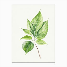 Bergamot Leaf Minimalist Watercolour 3 Canvas Print