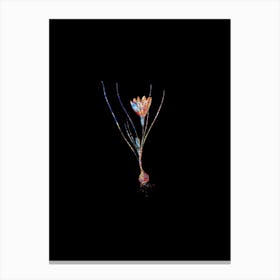 Stained Glass Ixia Filifolia Mosaic Botanical Illustration on Black n.0266 Canvas Print