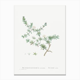 Mesembryanthemum Striatum, Pierre Joseph Redoute Canvas Print