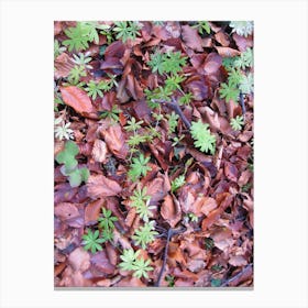 Small Plants On The Ground Canvas Print
